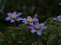 Anemone nemorosa Dee Day